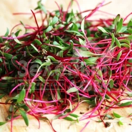 Семена микрогрин Микрогрин Мангольд красный / Microgreen Mangold red купить оптом и в розницу в Украине по выгодной цене