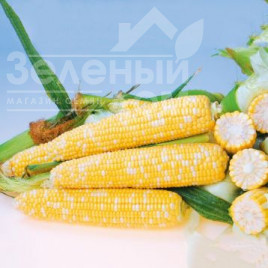 Насіння кукурудзи Онтаріо F1 / Ontario F1,80-82 днів купити оптом і в роздріб в Україні за вигідною ціною