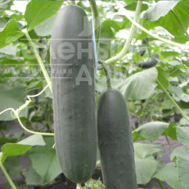 Насіння огірків Маркіза F1 / Markiza F1,35-40 днів купити оптом і в роздріб в Україні за вигідною ціною