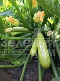 Семена кабачков Аделия F1 / Adelia F1 купить оптом и в розницу в Украине по выгодной цене