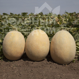 Насіння дині КС 6150 F1 / KS 6150 F1,70-75 днів купити оптом і в роздріб в Україні за вигідною ціною