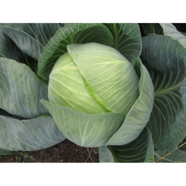 Насіння капусти білокачанної Структон F1 / Strukton F1,130-140 днів купити оптом і в роздріб в Україні за вигідною ціною