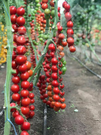 Насіння томатів Деліччіо F1 / Deliccio F1 купити оптом і в роздріб в Україні за вигідною ціною