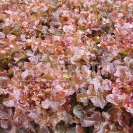 Семена салата Редин / Redin купить оптом и в розницу в Украине по выгодной цене