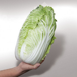 Насіння капусти пекінської Яморі (КС 340)  F1 / Yamori F1 (KS 340) F1,60 днів купити оптом і в роздріб в Україні за вигідною ціною