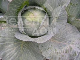 Насіння капусти білокачанної Кентавр F1 / Kentavr F1,130-145 днів купити оптом і в роздріб в Україні за вигідною ціною