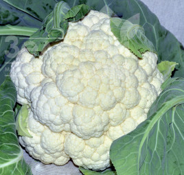 Насіння капусти цвітної Концепт F1 / Koncept F1,82-90 днів купити оптом і в роздріб в Україні за вигідною ціною