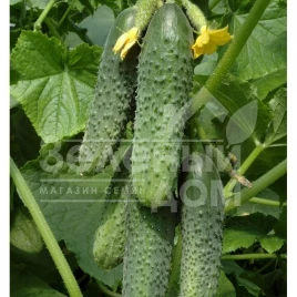 Семена огурцов Кураж F1 / Kurazh F1,43-48 дней купить оптом и в розницу в Украине по выгодной цене