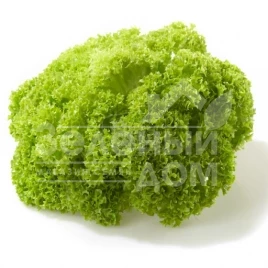 Семена салата Бартимер / Bartimer купить оптом и в розницу в Украине по выгодной цене