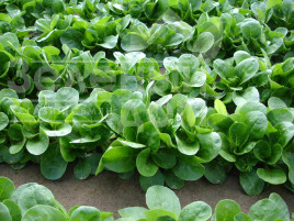 Насіння салату Акцент / Accent купити оптом і в роздріб в Україні за вигідною ціною