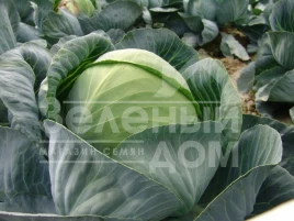 Семена капусты белокочанной Арос F1 / Aros F1,135-145 дней купить оптом и в розницу в Украине по выгодной цене