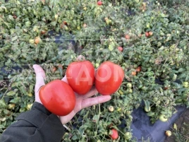 Семена томатов Буэна Виста F1 / Buena Vista F1 купить оптом и в розницу в Украине по выгодной цене