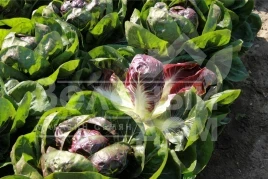 Семена салата Гиове F1 / Giove F1,80-90 дней купить оптом и в розницу в Украине по выгодной цене