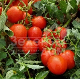 Семена томатов Гонг F1 / Gong F1,60-65 дней купить оптом и в розницу в Украине по выгодной цене