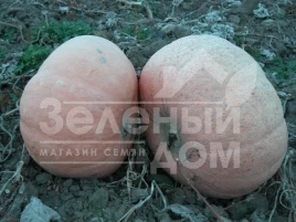 Семена тыквы Велтруска Обровская / Veltruska Obrovskaya купить оптом и в розницу в Украине по выгодной цене