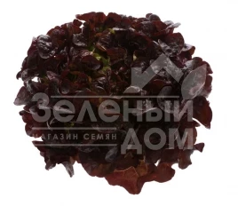 Семена салата Руксай / Rouxai купить оптом и в розницу в Украине по выгодной цене