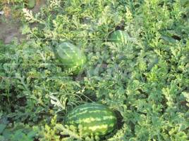 Насіння кавуна Хантер (LS 1812) F1 / Hanter (LS 1812) F1 купити оптом і в роздріб в Україні за вигідною ціною