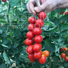 Насіння томатів Багліор F1 / Baglior F1 купити оптом і в роздріб в Україні за вигідною ціною