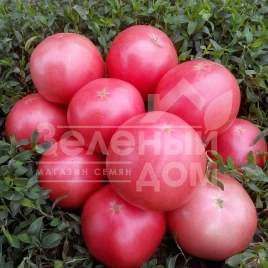 Семена томатов Пинк Свитнес F1 / Pink Svitnes F1, 85 дней купить оптом и в розницу в Украине по выгодной цене