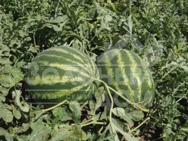 Семена арбуза Эпика F1 / Epica F1, 62-65 дней купить оптом и в розницу в Украине по выгодной цене