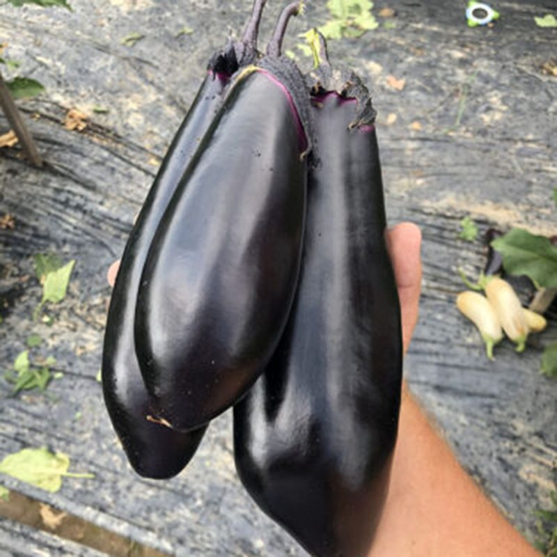 Ден F1 / Den F1,50 днів фото 1