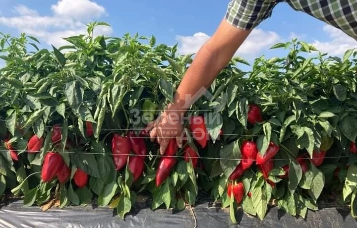 Навигатор F1 / Navigator F1,67-70 дней фото 5