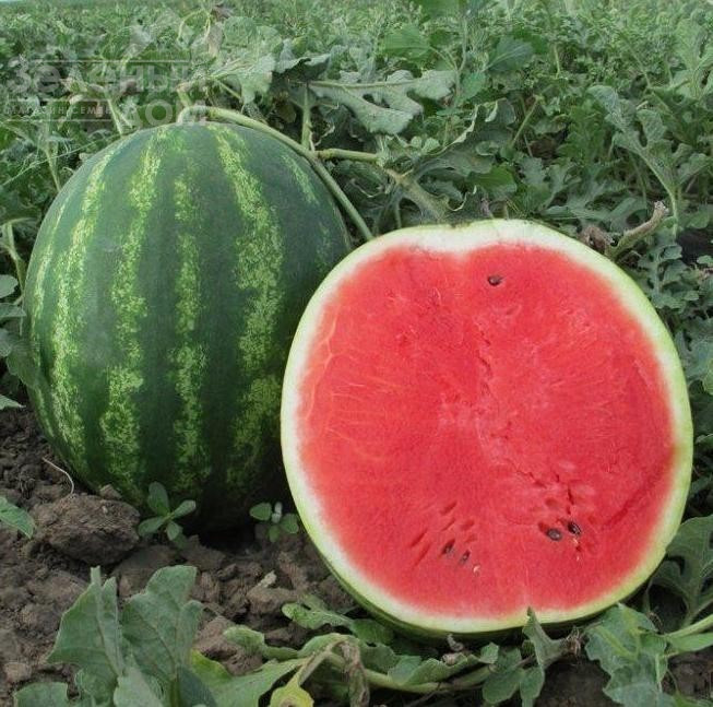 Талісман F1 / Talisman F1,62-65 днів фото 1