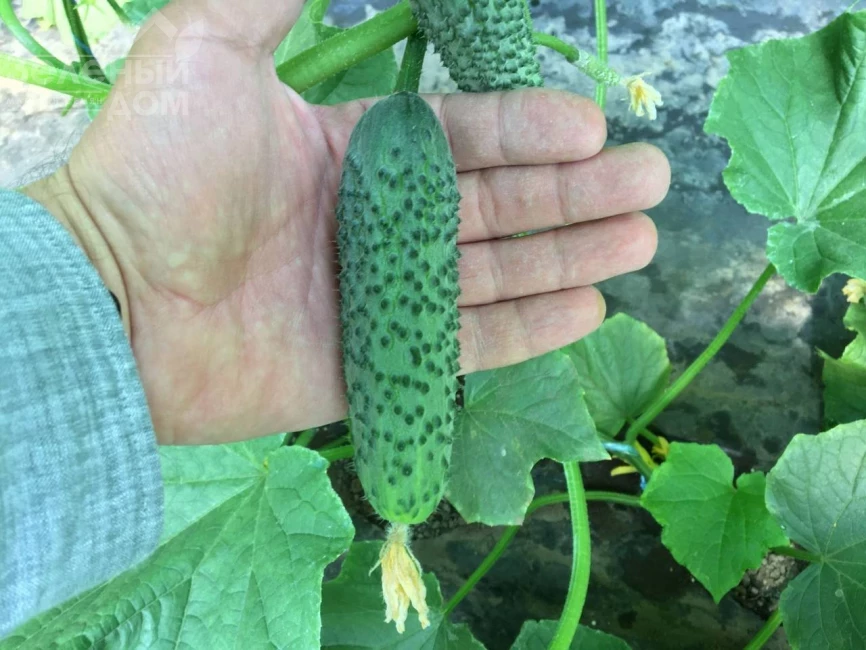 Георг F1 / Georg F1 фото 3