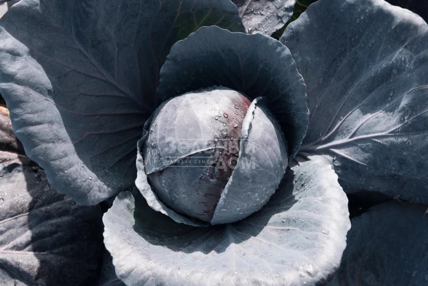 Примьеро F1 / Primero F1,78 дней фото 1