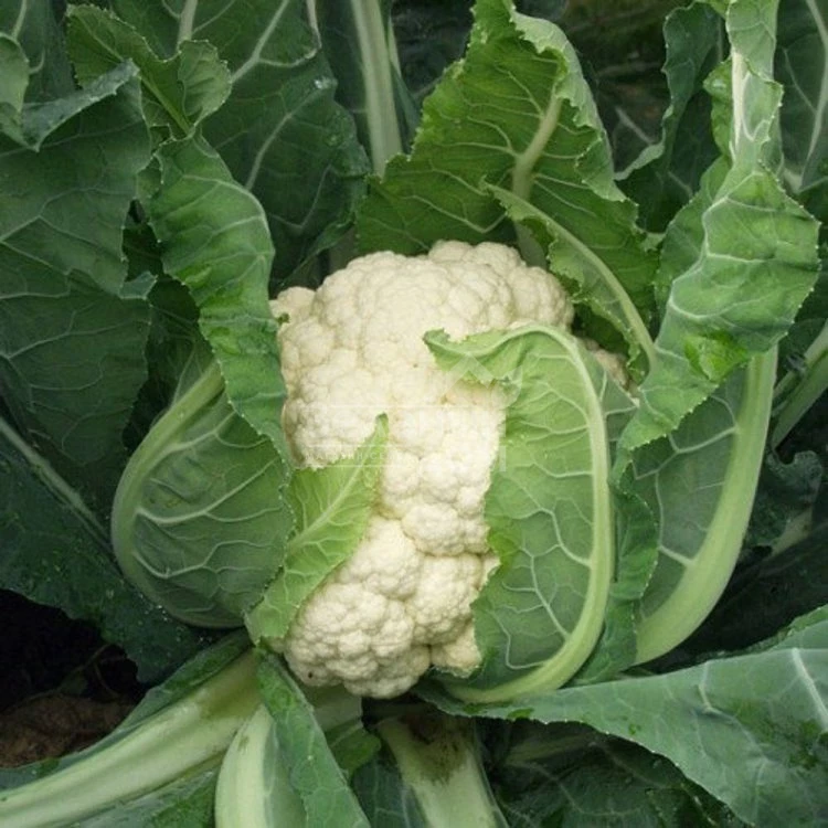 Авизо F1 / Aviso F1,70-75 дней фото 2