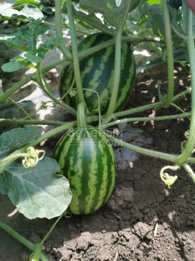 АУ Продюсер / AU Producer,75 дней фото 2