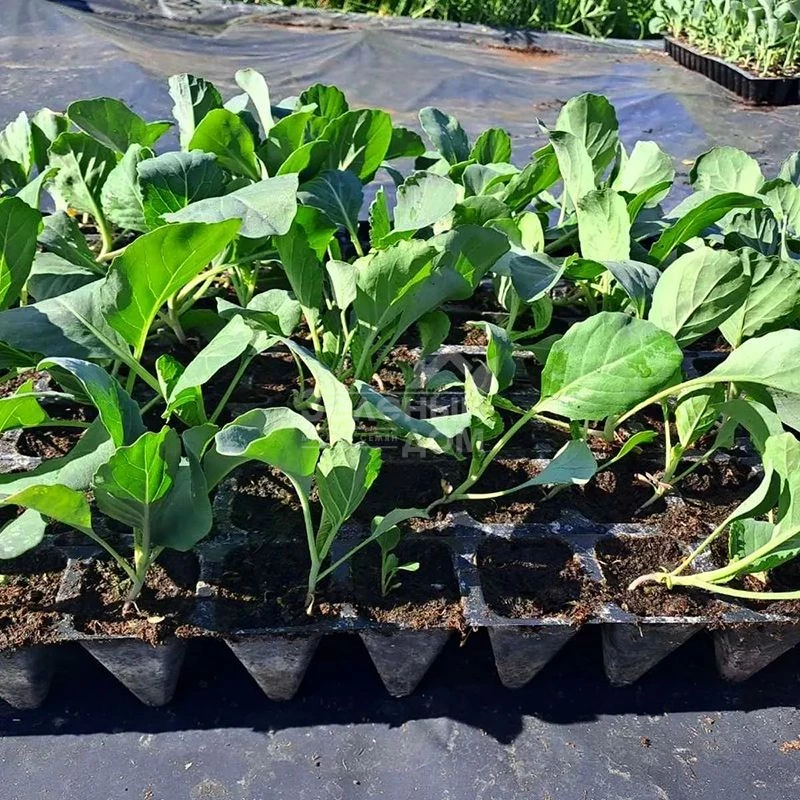 Арета (INX 511) F1 / Areta (INX 511) F1 фото 2