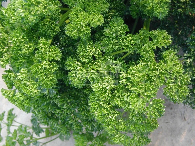 Фрисе (Робуст) / Frise (Robust),30-45 дней фото 2