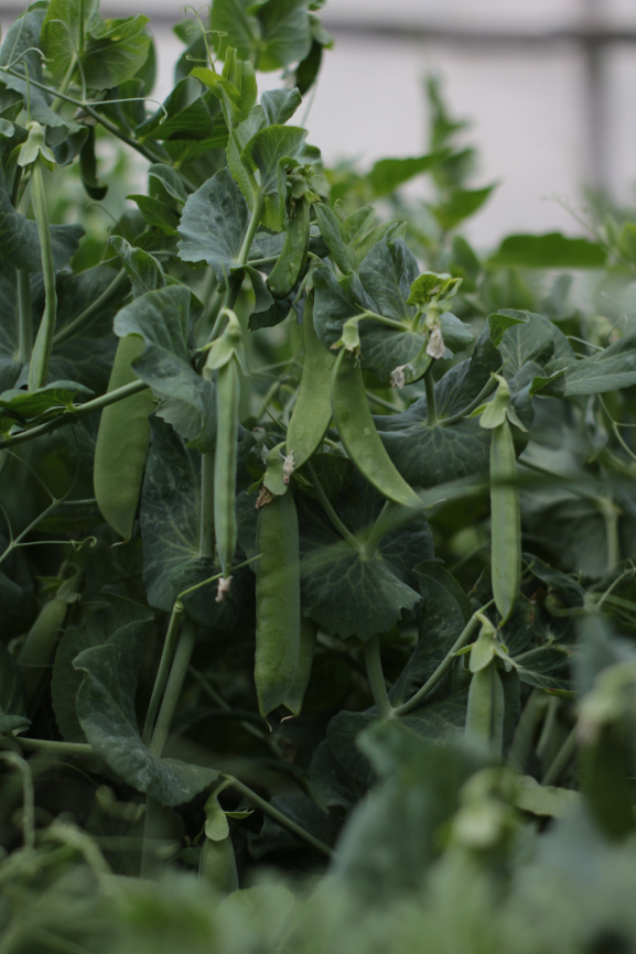 Роялсайз / Royalsayz фото 3