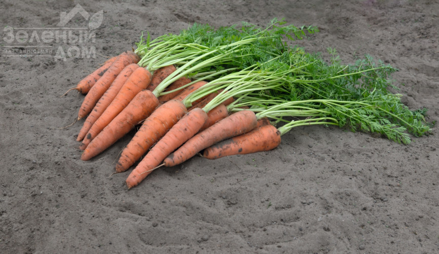 Віта Лонга / Vita Longa,160 днів фото 2