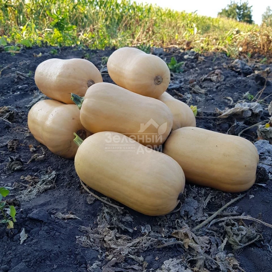 Тиана F1 / Tiana F1,90-95 дней фото 4