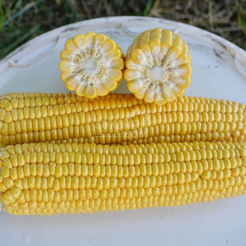 Страйк F1 (1525 F1) / Strayk F1 (1525 F1),72 дня фото 2