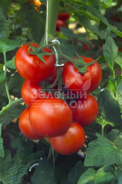 Барбадос F1 / Barbados F1 фото 1