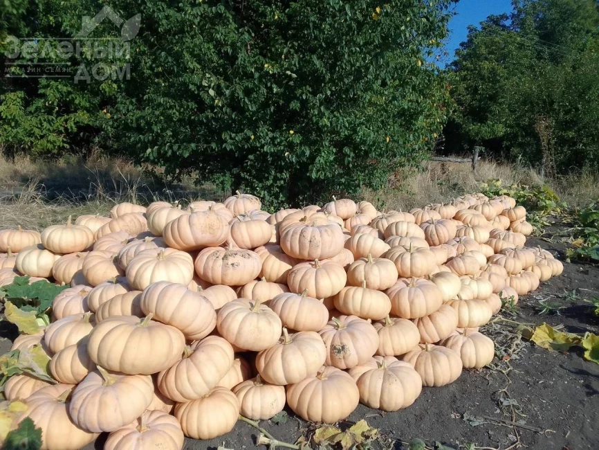 Спеллкаст F1 / Spellkast F1, 80-95 дней фото 1
