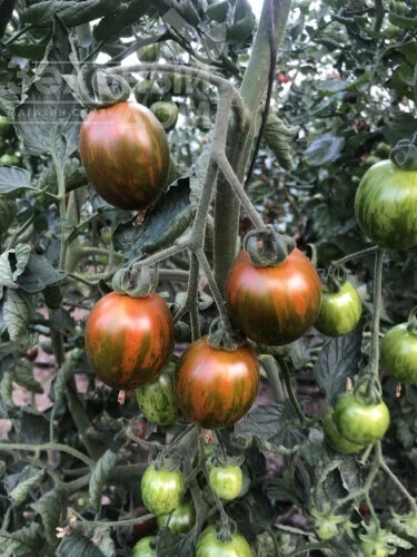 Маритта F1 / Maritta F1, 95 дней фото 1