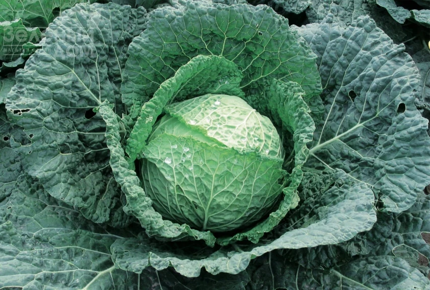 Эсторил F1 / Estoril F1, 65-70 дней фото 1