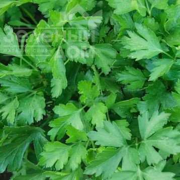 Гіганте Де Італія / Gigante D’Italia фото 1