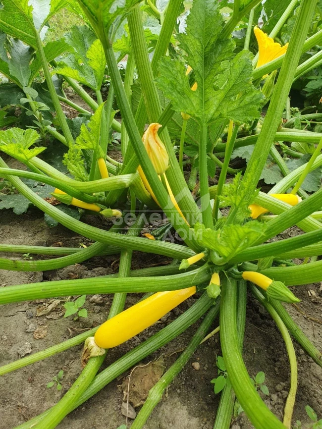 Лемона F1 / Lemona F1, 38-40 дней фото 2