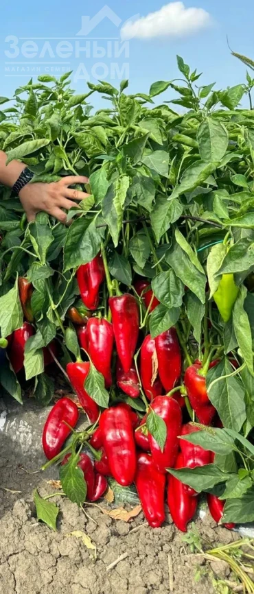 Милано F1 / Milano F1, 65-70 дней фото 1