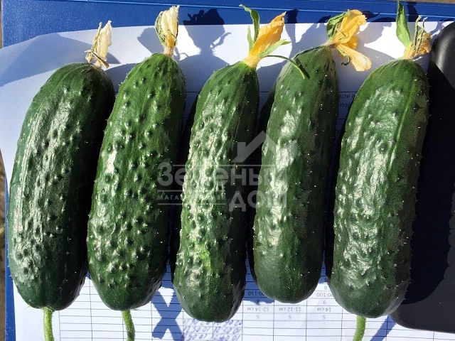 Ирленд F1 / Erlend F1 фото 1