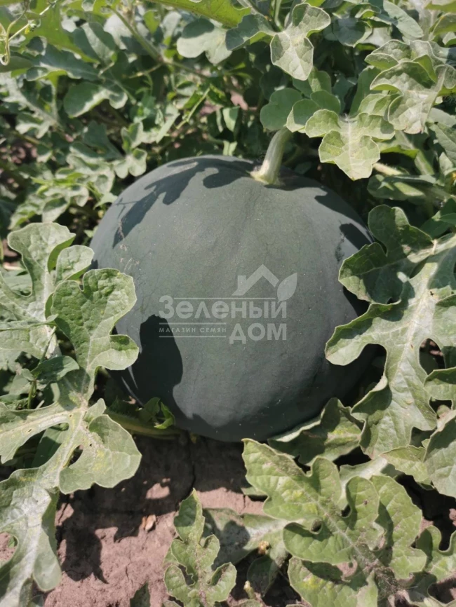 Блэки (INX 1748) F1 / Blacky (INX 1748) F1,62-63 дня фото 4