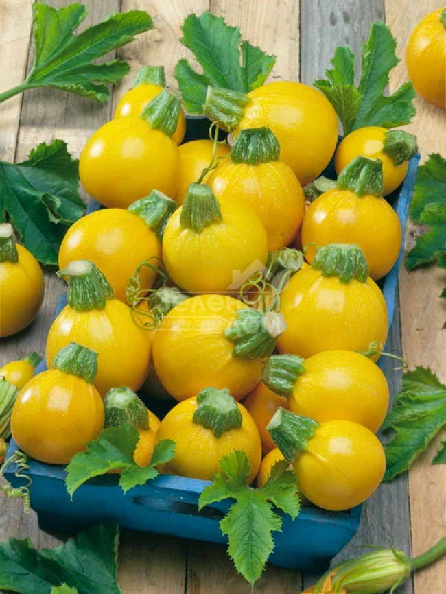 Голд Болл F1 / Gold Ball F1,45-50 дней фото 1