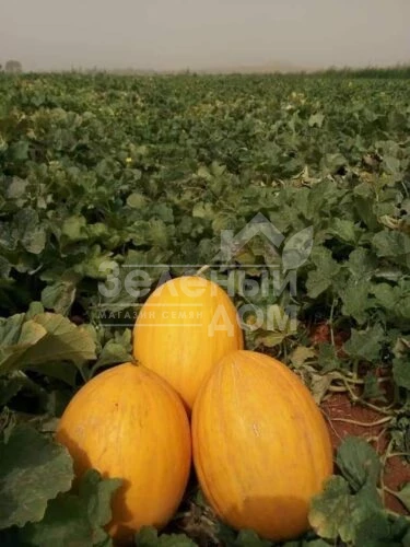 Каррера F1 / Karrera F1, 80-85 дней фото 2