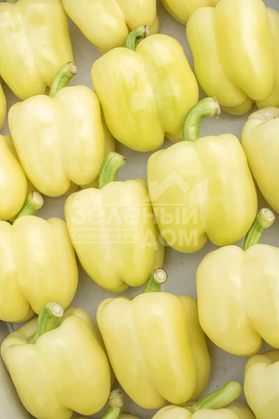 Бурабелла F1 / Burabella F1 фото 2