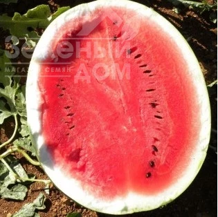 Сюрприз F1 / Surprise F1 фото 1